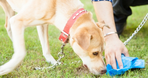 Serra, escrementi di cani non raccolti: sanzioni fino a 500 euro