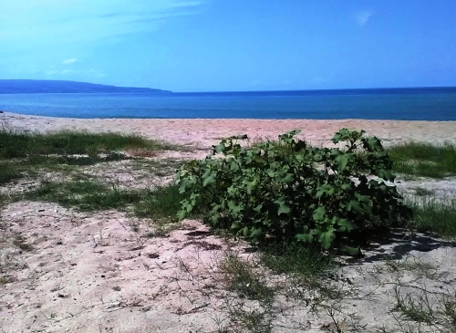 Coste vibonesi e Dune dell&#039;Angitola tra le cinque emergenze ambientali individuate dal Wwf