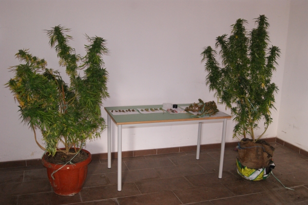 Coltivava piante di cannabis nel terreno di famiglia, arrestato 28enne di Maierato