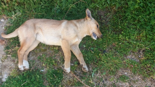 Ancora cani avvelenati ad Acquaro, la denuncia dei volontari: «I responsabili devono pagare»