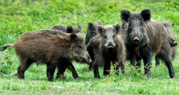 Mongiana, la rettifica del Wwf: &#039;La riserva di caccia sarà solo un tiro con l&#039;arco, nessun impatto su fauna e ambiente&#039;