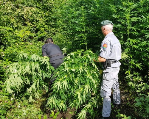 Scoperta una piantagione di cannabis tra i boschi di Mongiana