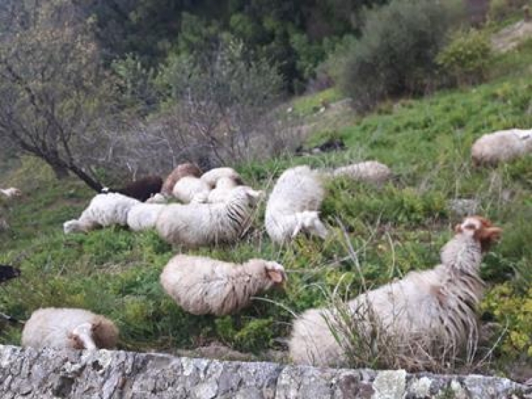 Pascolo abusivo al castello Normanno di Arena, denunciato un minorenne