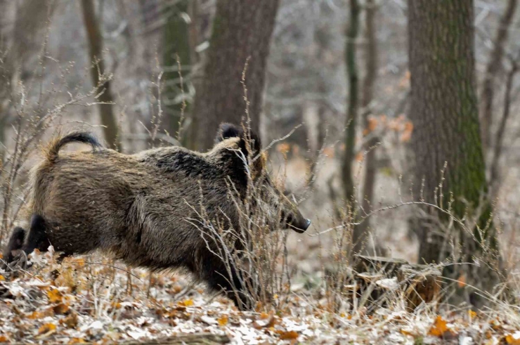 Ancora un cinghiale affetto da tubercolosi, un nuovo caso a Soriano