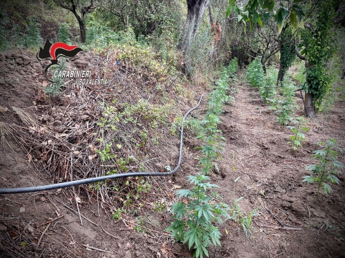 La marijuana fonte di sostentamento per la ‘ndrangheta: sequestro da oltre 100mila euro nel Vibonese