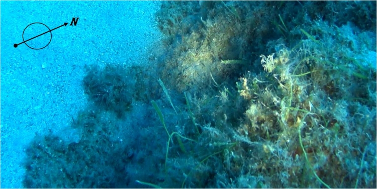 Scoperta la presenza di una nuova alga lungo la costa vibonese