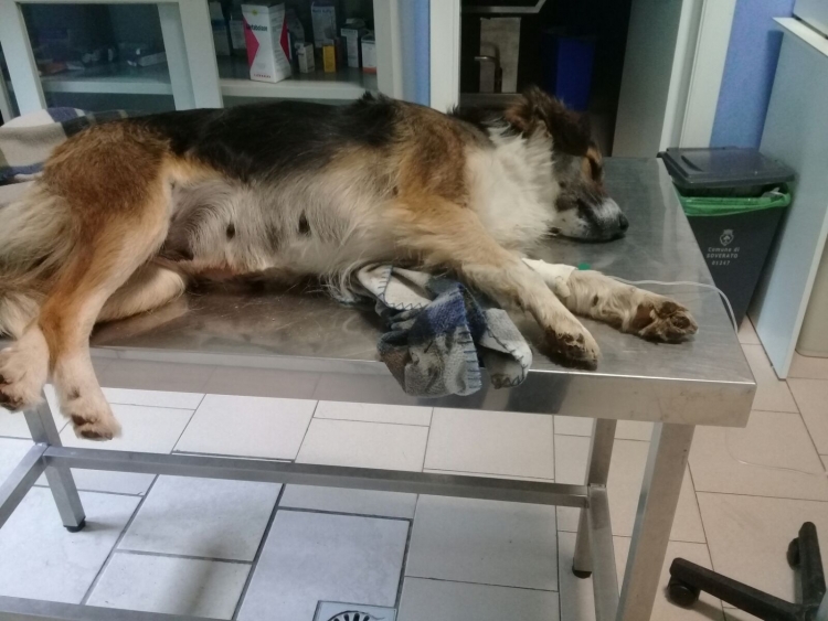 Serra, avvelenato un cane randagio