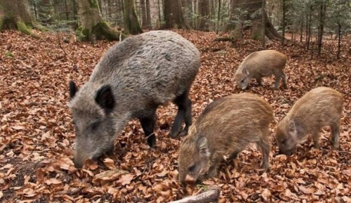 Ancora cinghiali affetti da tubercolosi, due nuovi casi a Simbario e Fabrizia