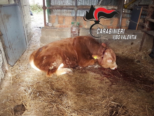 Tentano un furto di bestiame a San Gregorio ma uccidono un cavallo e feriscono un bue