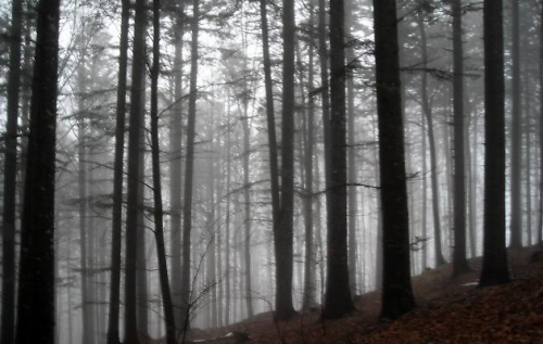 Va a cercare funghi nelle Serre vibonesi e si perde, in corso le ricerche