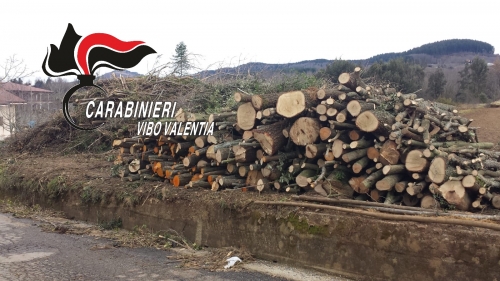 Taglio non autorizzato di alberi di pino, 3 denunce a Sorianello