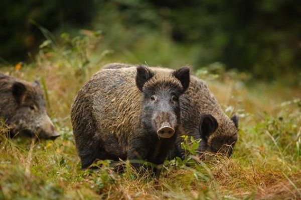 Agricoltura, Coldiretti: un progetto di legge per i danni da fauna selvatica