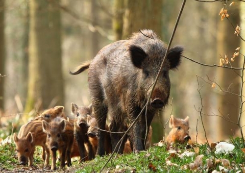 Cinghiali nelle Serre, Paolillo (Wwf): «Bisogna affrontare seriamente il problema»