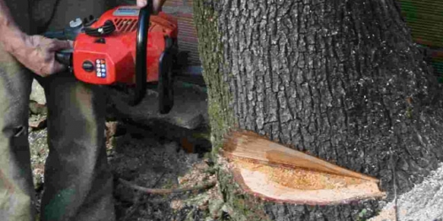 Sorpresi a tagliare legna nel Parco delle Serre, arrestate 3 persone