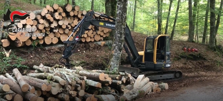 Scoperti a tagliare abusivamente nei boschi, 6 denunce a Fabrizia