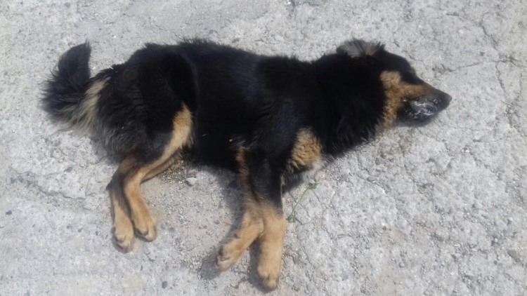 È sempre allarme randagismo, cane trovato morto a Serra