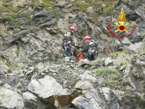 I Vigili del fuoco salvano un pastore tedesco caduto in una scarpata