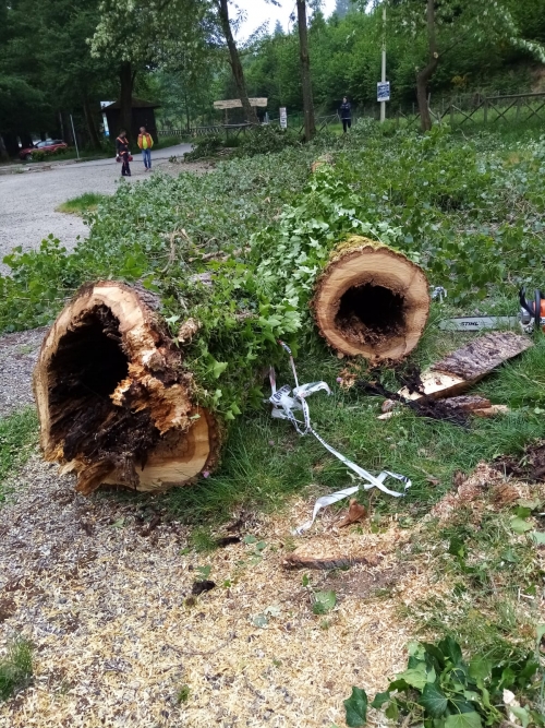 Serra, 12 alberi pericolanti da abbattere su viale Certosa