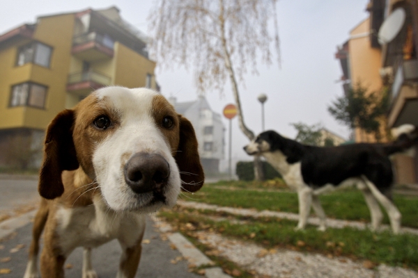 Serra, ancora atti di barbarie contro i cani randagi