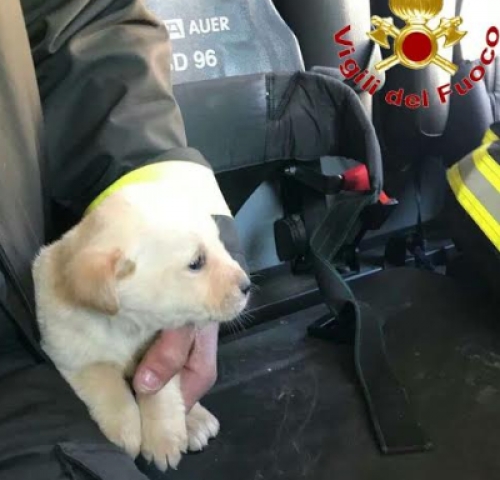 I Vigili del fuoco di Vibo salvano un cucciolo caduto in un tombino