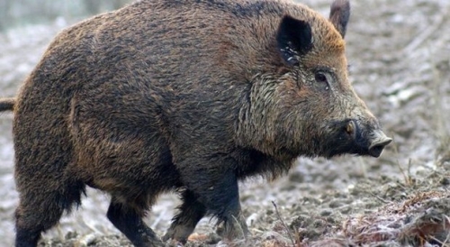 Vibo, al via il corso per l’abilitazione di aspiranti cacciatori di selezione del cinghiale