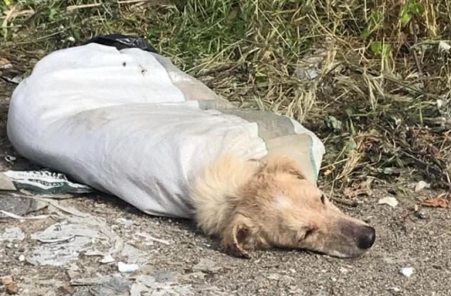 Chiuso in un sacco e con le zampe legate, cane salvato nel Vibonese