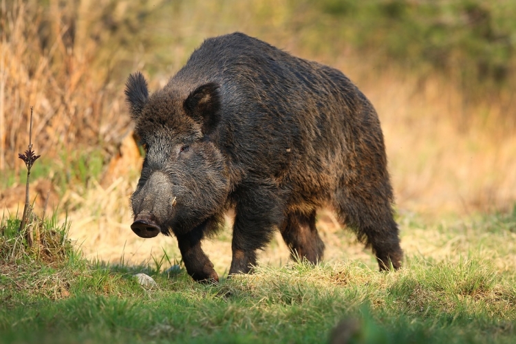 Caccia al cinghiale, il Wwf: «La montagna regionale ha partorito l’ennesimo ridicolo porcellino»