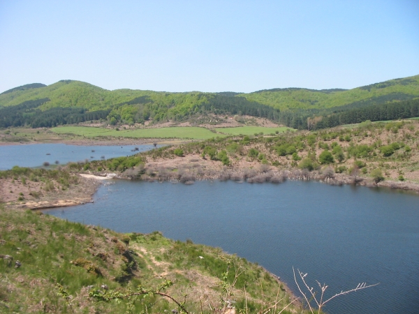 Lupi avvistati nei boschi delle Serre, l&#039;appello del Wwf: &quot;Vanno difesi&quot; – IL VIDEO