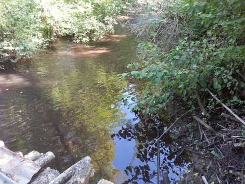 Oasi dell’Angitola, la denuncia del Wwf: «Nel torrente Reschia sversate sostanze nocive»