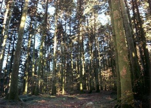 Serra, lavoratori senza stipendio da mesi. Scatta lo sciopero a ‘la Foresta’