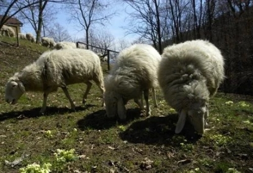 Monterosso, furto in un’azienda agricola: rubati nella notte 150 animali