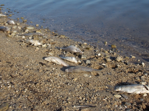 Morìa di pesci (carassio) nel lago Angitola