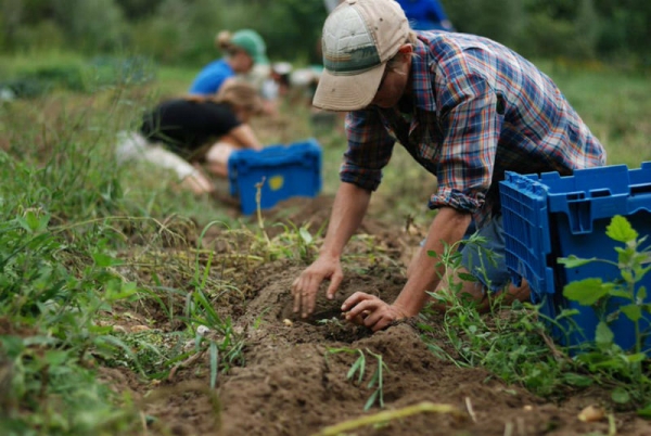 Vibo, stop al rinnovo del contratto: lavoratori agricoli in stato di agitazione