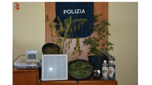 In camera con tre piante di cannabis, arrestato un 25enne nel Vibonese