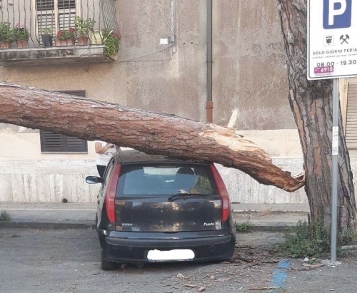 Albero cade su un’auto in sosta a Vibo, sul posto i vigili del fuoco