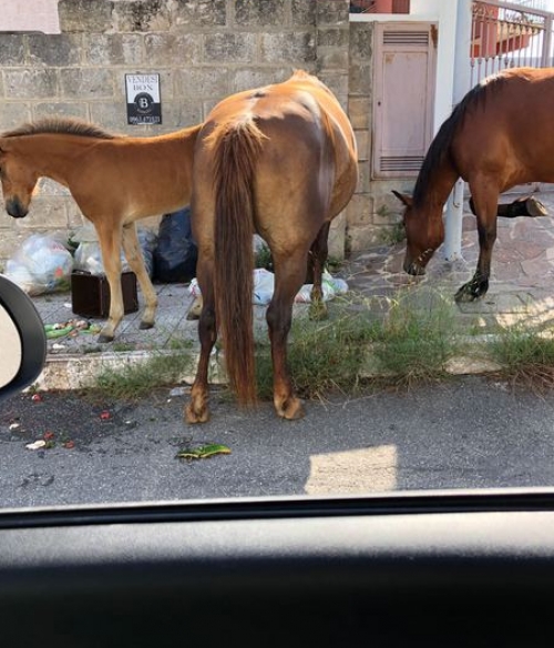 Tre cavalli in giro per il centro di Vibo