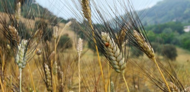 A Torre una due giorni sulla conoscenza del grano e la riscoperta delle tradizioni