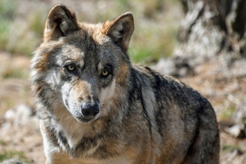 Lupo ucciso e appeso a un cartello stradale, la condanna del Parco delle Serre