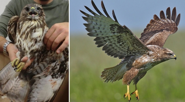 Fauna protetta, ancora interventi di soccorso da parte dei volontari del Wwf vibonese