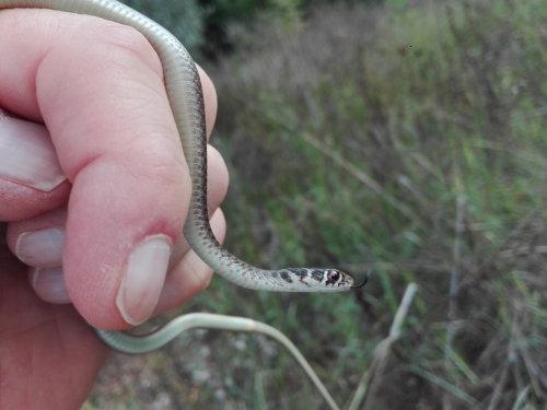 Il Wwf salva un serpente nel centro di Vibo