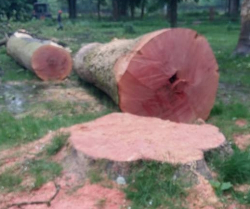 Serra, abbattuti i platani del parco di San Rocco. Alcuni erano stati piantati nell’800