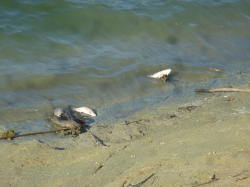 Morìa di pesci nel lago Angitola, rilevata la presenza di Ddt