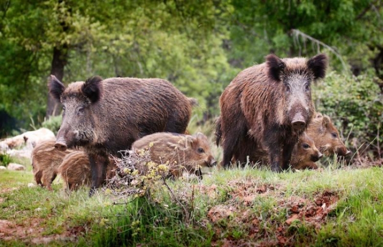 Danni da cinghiale, il Wwf vibonese con gli agricoltori: «Ma occorre cambiare strada»