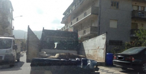 «Un camion del Comune trasporta la carcassa di un cane verso la piattaforma per la raccolta dei rifiuti»