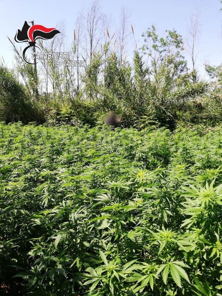 Scoperta nel Vibonese la prima maxi piantagione di cannabis del 2019