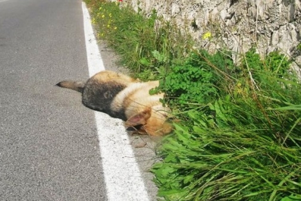 Cani avvelenati a Torre di Ruggiero, il sindaco si rivolge all’Istituto Zooprofilattico