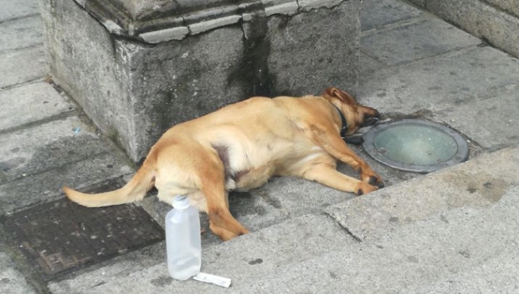 Serra, cane trovato agonizzante in pieno centro