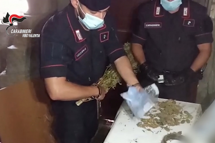 Trovate 13 piante e 100 grammi di cannabis in un casolare nel Vibonese, un arresto