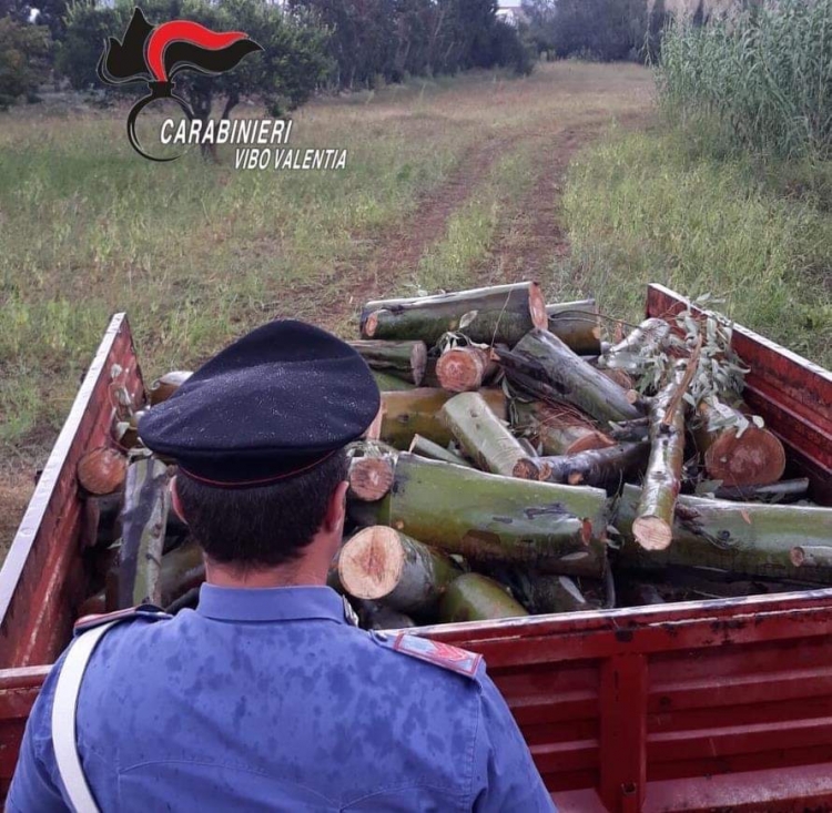 Sorpresi a tagliare alberi in una pineta a Pizzo, arrestati