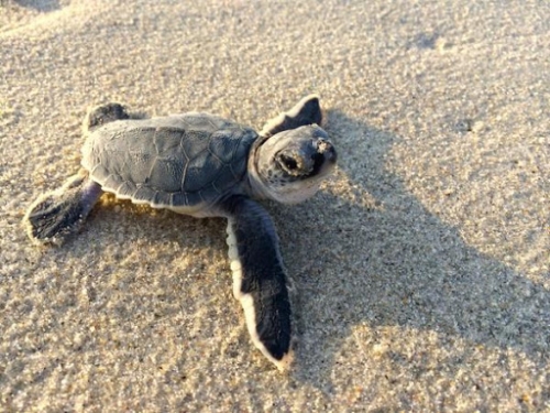 L’appello del Wwf calabrese per la tutela dei litorali: «No a metodi distruttivi per la pulizia delle spiagge»